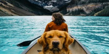 “KindAds” İle Sahipsiz Hayvanlara Sahip Çıkmak İçin 12 Anlamlı Neden