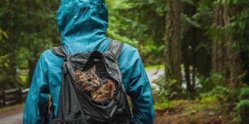 “Ben Özgürüm, Sadece Özgürüm” Diyen Gezgin Kedilerin Macera Dolu Hikayesi