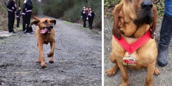 Dolaşmak İçin Evden Çıkıp Maratonda Madalya Kazanan Köpeğin Tatlı Hikayesi