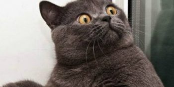 Bir Kedi Olsan Nasıl Bir Kedi Olurdun? [Test]