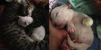 Kardeşlerinin Açlıktan Patisini Yediği Köpeğin Kediler Tarafından Hayata Döndürülme Hikayesi