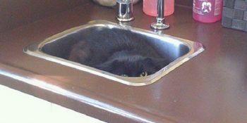 Saklanma Olayını Aşırı Miyav Anlamış 16 Kedi