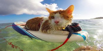 Sokaktan Kurtarılan Yüzme Ve Sörf Aşığı Tek Gözlü Kedi: “Kuli”
