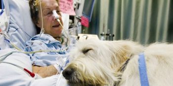 Sevgi İyileştirir: Evcil Hayvanların Sahiplerini Ziyaret Etmesine İzin Veren Güzel Hastane