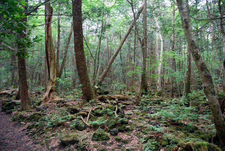 1.aokigahara.ormani.japonyadaki