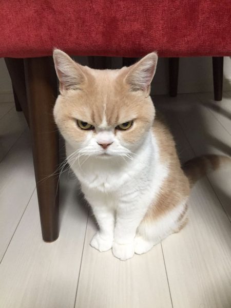 1.japon.grumpy.cat