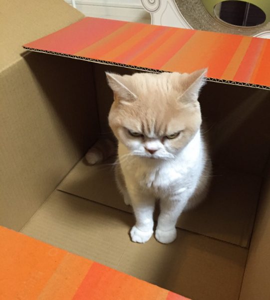 5.japon.grumpy.cat