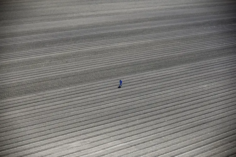 A worker walks through farm fields in Los Banos