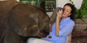 Hayatını Kurtaran Sahibini Sürekli Takip Eden Bebek Fil Moyo’nun Tatlı Hikayesi