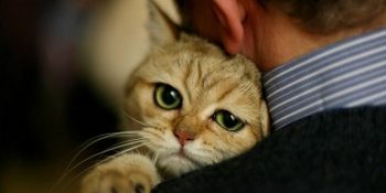 Aşk Acısını Atlatmanın En İyi Yolunun Bir Kedi Olduğunun 12 Kanıtı