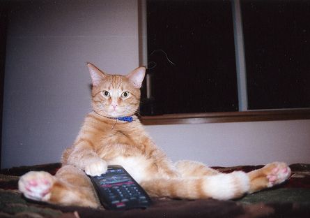 funny cat image of it watching TV and having control over the remote