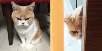 Bakışları Yüzünden Önünde Düğmenizi İlikleyeceğiniz Huysuz Kedi “Koyuki”