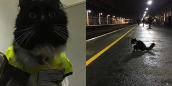 Tren İstasyonunda Çalışarak Mamasının Peşinde Koşan Tatlı Kedi Felix’in Hikayesi