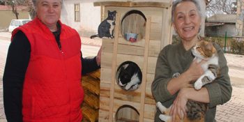 Sokak Kedileri İçin Toplu Konut Yaptıran Nurten Teke’nin Anlamlı Hikayesi