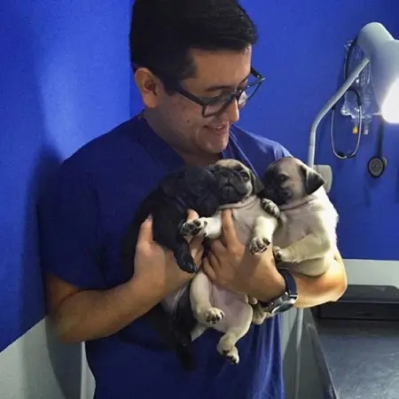pug