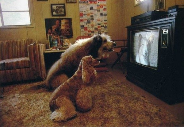 what-do-the-dogs-see-when-watching-tv04