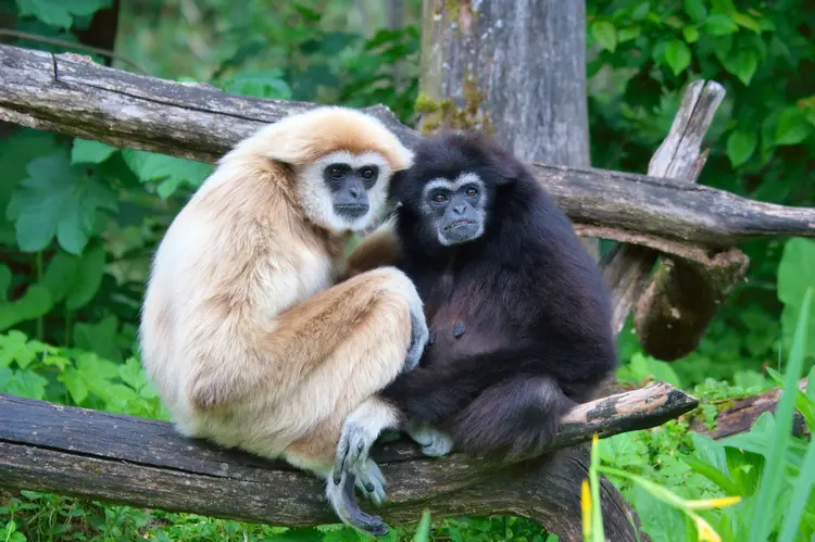 1.tek.esli.gibbons