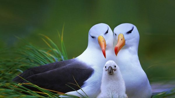 11.tek.esli.albatros