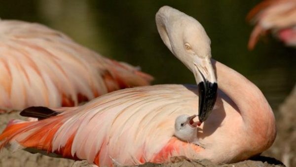 19.sili.flamingosu