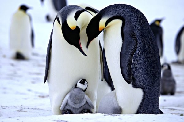 3.tek.esli.penguenler