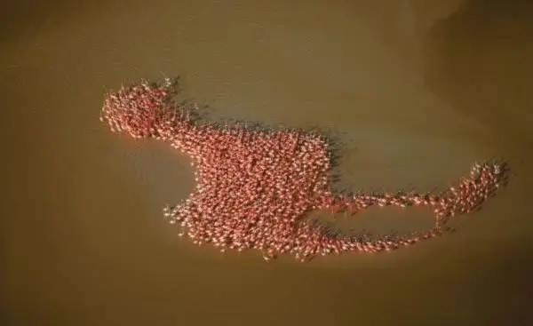 a98977_timing_3-flamingo