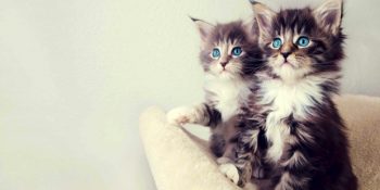 Bir Kedi İle Aynı Evi Paylaşmanız İçin 13 Kafanıza Yatacak Neden