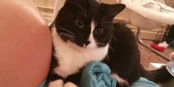 6 Minnoş Karede Evin Yeni Bebeğini Daha Doğmadan Korumasına Alan Kedi