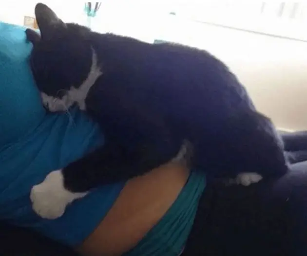 bebek kedi