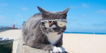 Bir Hayvanseverin Alerjisini Yenmeye Çalışırken Ortaya Çıkardığı 22 Muhteşem Kedi Fotoğrafı