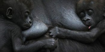 Anneliğin İnsana Özgü Bir Kavram Olmadığını Kanıtlayan 19 Sıcacık Fotoğraf