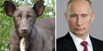 Ne Kadar Da Şu Şirin Patili Kardeşe Benziyorsunuz Diyeceğimiz 17 Ünlü