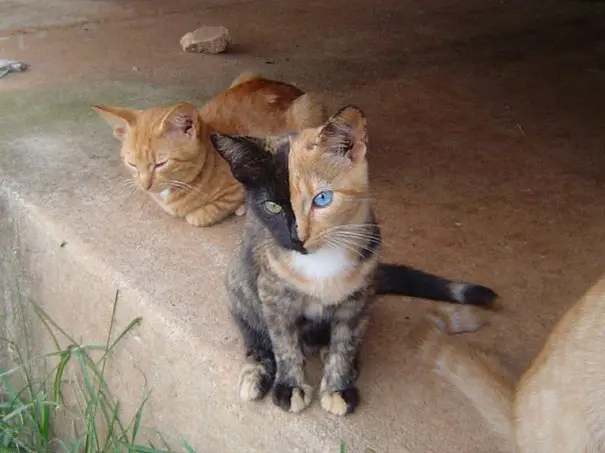 iki-yuzlu