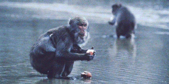 Dünyayı Tek Başımıza Değiştirebileceğimizi Kanıtlayan Bir Deney: 100. Maymun Fenomeni