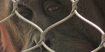 Hayvanların Sergilendiği Yerlere Gitmemeniz İçin 13 Vicdanlı Neden