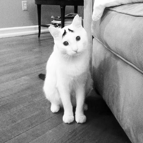 kasli-kedi