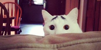 Tüylerindeki Desenlerle Ün Salmış 10 Minnoş Kedi