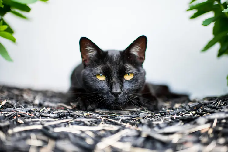 kedi-foto