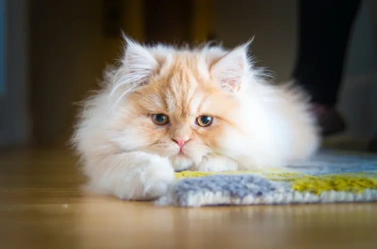 kedi-foto.jpg1