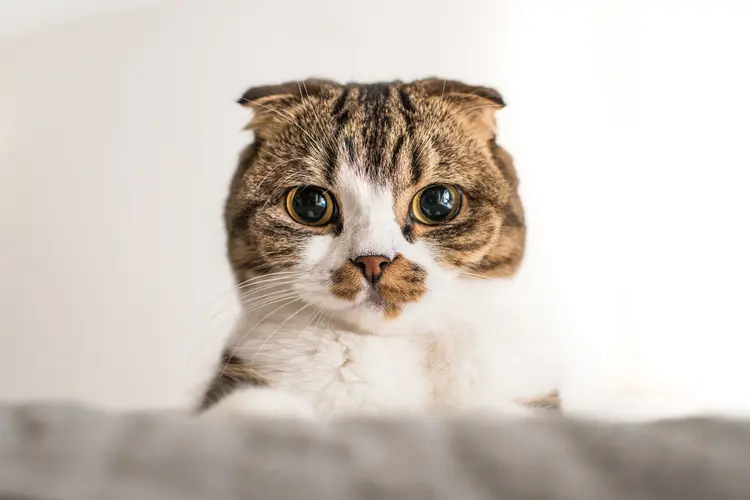 kedi-foto.jpg3