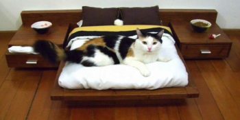 Kediler İçin Yapılmış 18 Tasarım Harikası Mobilya