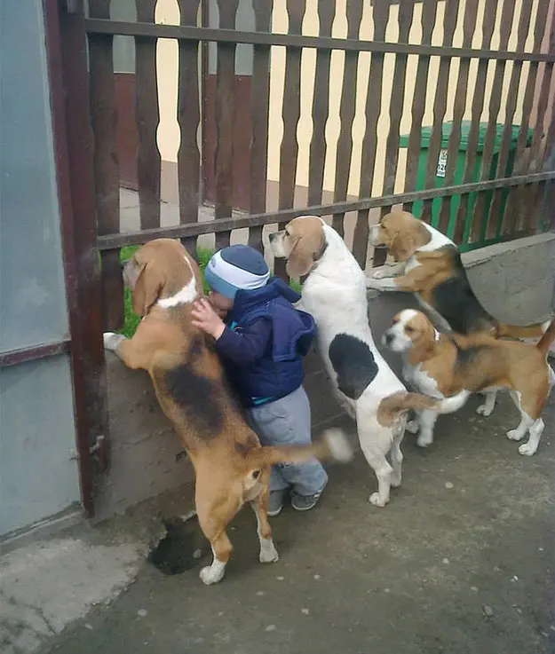 köpek-cocuk-yavru