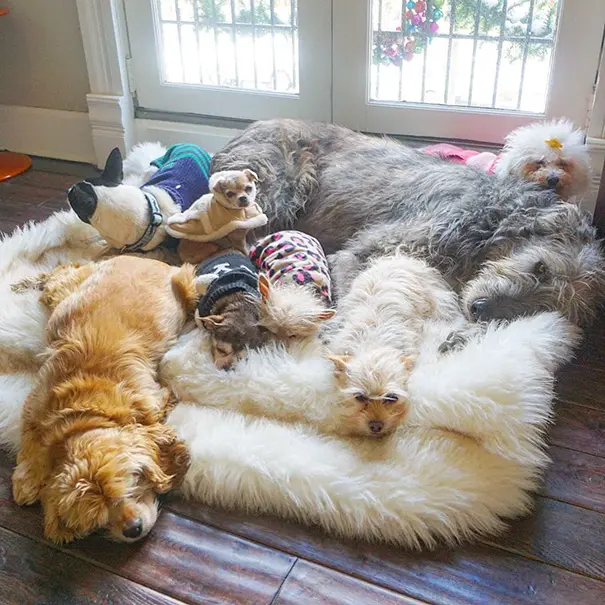 man-adopts-senior-dogs-shelter-steve-greig-