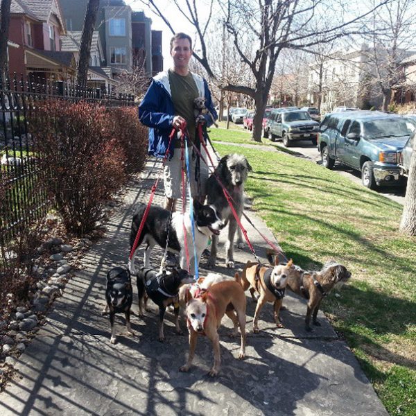 man-adopts-senior-dogs-shelter-steve-greig-love