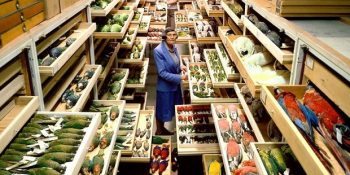 Gizli Koleksiyonlarını Yayınlayarak Aklımızı Alan Doğa Tarihi Müzesinden 12 Benzersiz Kare