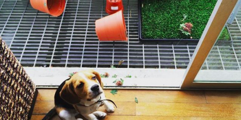 Hiç De Göründüğü Kadar Masum Olmayan 18 Köpek Yavrusu