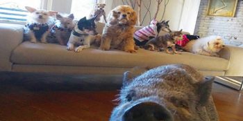 Barınaktan Aldığı Köpeklere Hayatını Adayan Steve Greig’in Sevgi Dolu Hikayesi