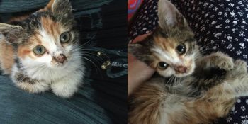 20 Adımda Sokakta Başlayıp Sıcacık Bir Yuvada Son Bulan Bir Sevgi Öyküsü