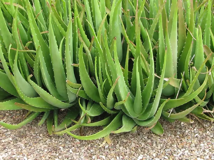 aloe-vera