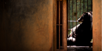 Hayvanat Bahçelerindeki Sessiz Çığlığı Yansıtan 16 Yürek Burkan Fotoğraf