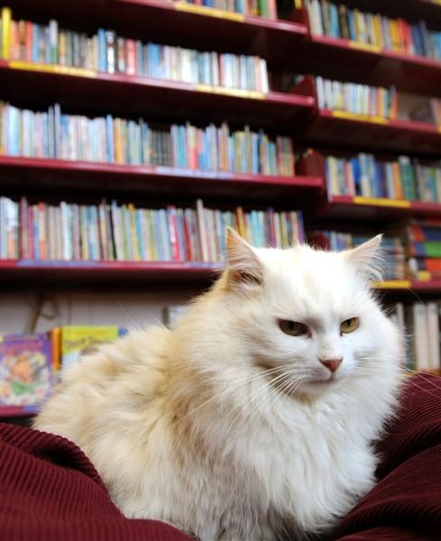 beyaz-kedi-kitap